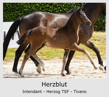 Herzblut Intendant - Herzog TSF - Tivano