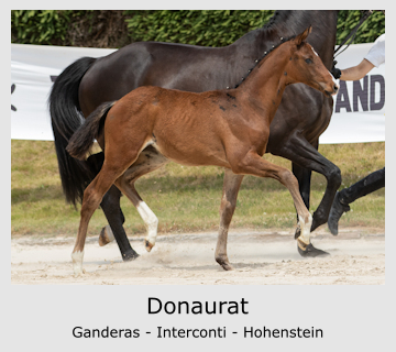 Donaurat Ganderas - Interconti - Hohenstein
