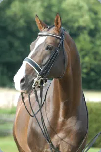 Elitär von Arogno u.d. Elina v. Antares u.d. Eliana v. Hermes