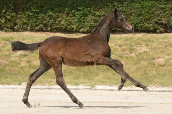 Donauherzchen von Donauruf