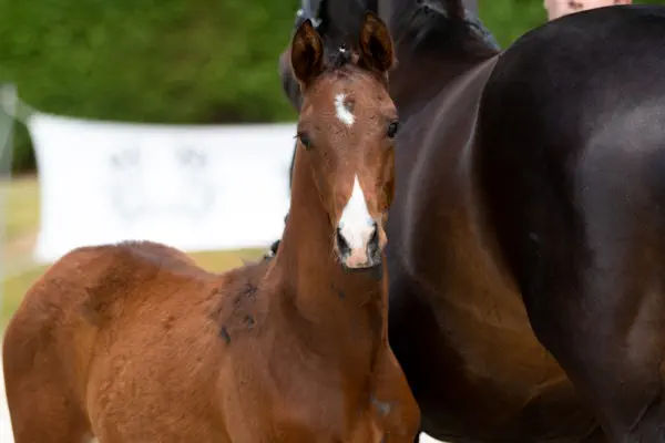 Donaurat von Banderas