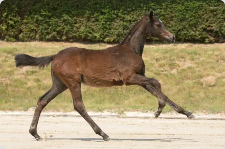 Donauherzchen von Donauruf