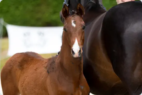 Donaurat von Banderas