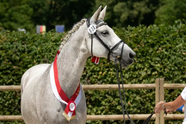 Königsfreude von INTERCONTI