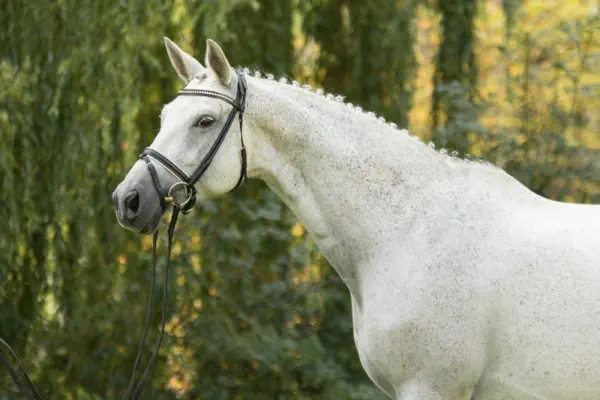 Königsfreude von INTERCONTI