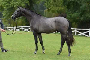 Königsklang von Rheinklang (2-jährig)