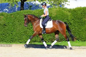 Siegerstute der ZSE Hessen - Königsprimel