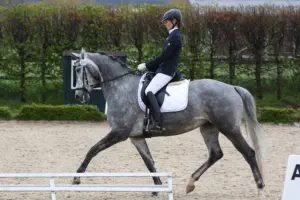 Königslilie von E.H. KASIMIR TSF