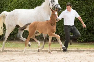 Königsweihe von Rheinklang