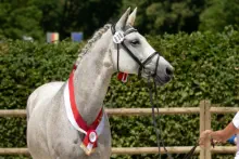 Königsfreude von INTERCONTI