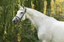 Königsfreude von INTERCONTI