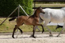 Königszofe v. Zauberdeyk - Reservesiegerstutfohlen der Fohlenschau Elmarshausen 2022
