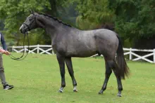 Königsklang von Rheinklang (2-jährig)