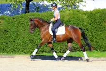 Siegerstute der ZSE Hessen - Königsprimel