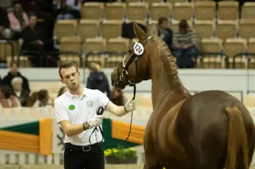 Nachteule (3-jährig) im Schaubild der Jungzüchter beim Gala-Abend des Trakehner Hengstmarktes 