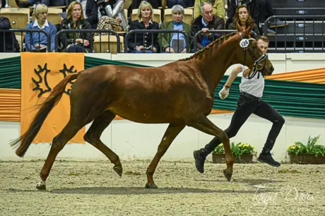 Nachteule - Trakehner Prämienstute