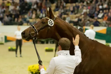 Nachteule (3-jährig) im Schaubild der Jungzüchter beim Gala-Abend des Trakehner Hengstmarktes 