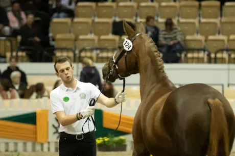 Nachteule (3-jährig) im Schaubild der Jungzüchter beim Gala-Abend des Trakehner Hengstmarktes 