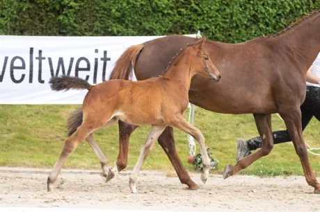 Nachtidol (2021) v. Interconti