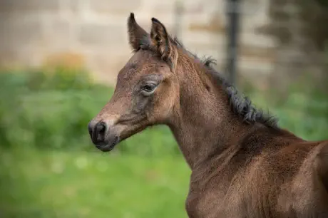 Nachtglocke (2020) v. Interconti