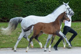 Zaubervioline v. In Versuchung a.d. Zaubermusik v. Interconti