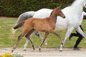 Zauberkantate v. Kasimir TSF a.d. Zaubermusik v. Interconti