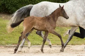 Zauberwolke v. Niagara a.d. Zaubermusik v. Interconti