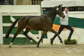 Prämienstute Zaubernote v. Niagara a.d. Zaubermusik v. Interconti