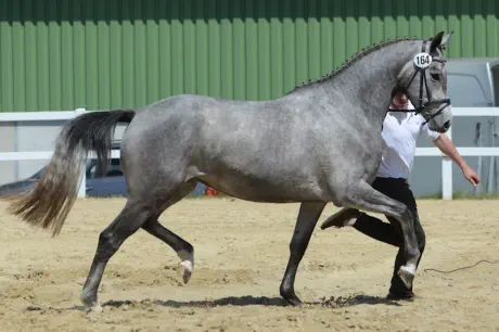 Zaubermusik - Trakehner Elitestute