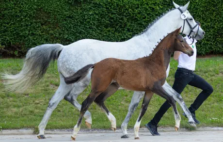 Zaubervioline v. In Versuchung a.d. Zaubermusik v. Interconti