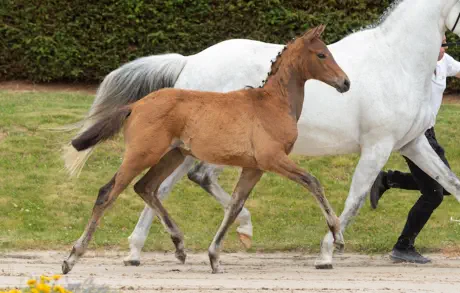 Zauberkantate v. Kasimir TSF a.d. Zaubermusik v. Interconti