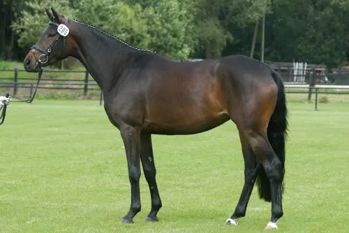 Zauberlied - Trakehner Prämienstute