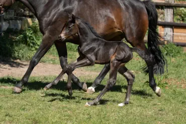 Zauberfeli v. In Versuchung a.d. Zauberlied v. Tambour