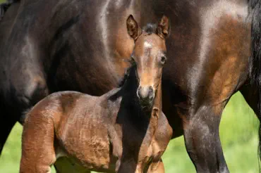 Zauberflori v. Kasimir TSF a.d. Zauberlied v. Tambour