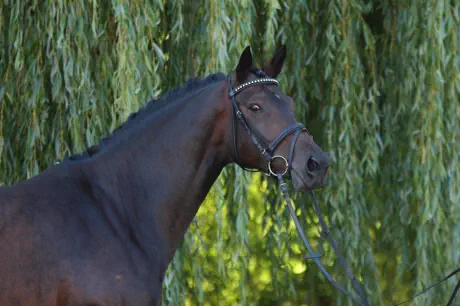 Zauberlied - Trakehner Prämienstute
