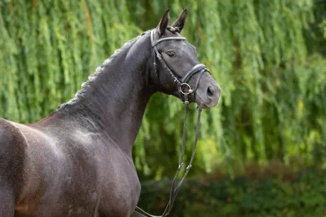 Zauberberg v. Interconti a.d. Zauberlied v. Tambour