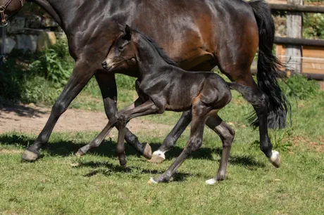 Zauberfeli v. In Versuchung a.d. Zauberlied v. Tambour