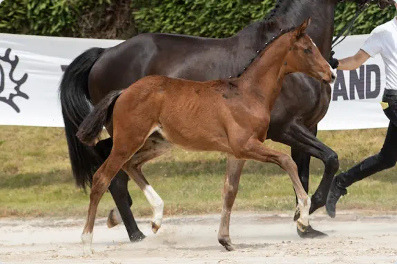 Zaubergeige v. Rheinklang a.d. Zaubermusik