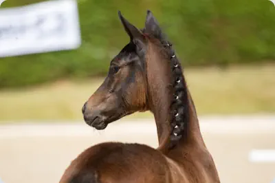 Herzblut v. Intendant xx a.d. Herzklopfen v. Herzog TSF