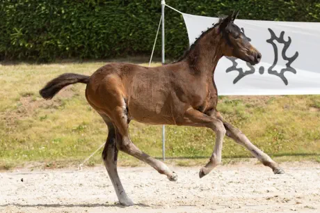 Herzblut v. Intendant xx a.d. Herzklopfen v. Herzog TSF