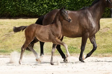 Herzblut v. Intendant xx a.d. Herzklopfen v. Herzog TSF