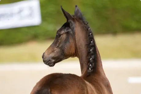 Herzblut v. Intendant xx a.d. Herzklopfen v. Herzog TSF