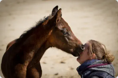 Nachfolger v. Interconti a.d. Nadja v. Herzruf