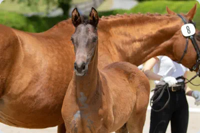 Nachfolger v. Interconti a.d. Nadja v. Herzruf