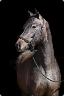 Nachfolger v. Interconti a.d. Nadja v. Herzruf