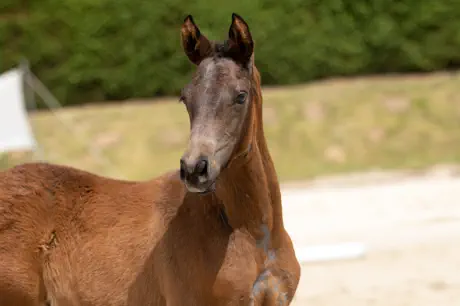 Nachfolger v. Interconti a.d. Nadja v. Herzruf