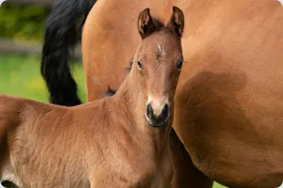 Nachtopal v. Interconti a.d. Nasowas v. Kasimir TSF