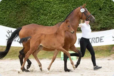 Nachtopal v. Interconti a.d. Nasowas v. Kasimir TSF