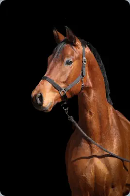 Nachtopal v. Interconti a.d. Nasowas v. Kasimir TSF