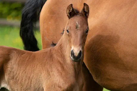 Nachtopal v. Interconti a.d. Nasowas v. Kasimir TSF